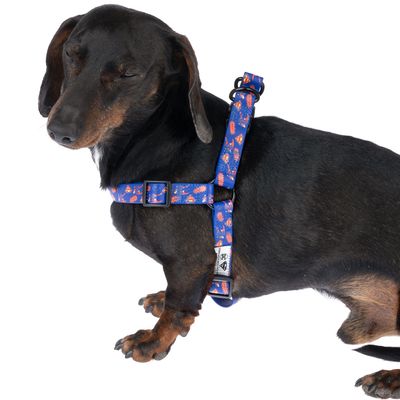 Hund mit blauem Geschirr, bedruckt mit bunten Mustern und verstellbaren Schnallen. Etikett sichtbar am unteren Riemen.