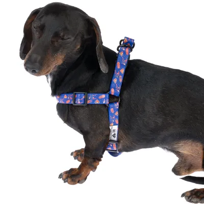 Chien noir portant un harnais bleu à motifs colorés, boucle réglable visible sur le côté et étiquette blanche attachée au harnais.