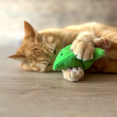 Rote Katze spielt mit grünem Stoffspielzeug in Fischform auf Holzboden.