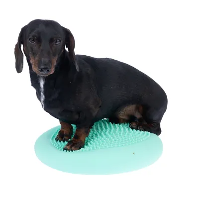 Chien noir assis sur un coussin rond en plastique turquoise avec surface à picots visibles.