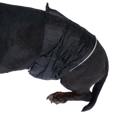 Pannolino nero per cani, indossato sulla parte posteriore di un cane. Sono visibili la vestibilità e il materiale del pannolino.