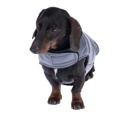 Bassotto indossa una giacca per cani grigia con chiusura in velcro, adatta a condizioni climatiche fredde.