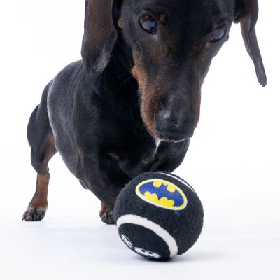 Zwarte hond speelt met een zwarte tennisbal met Batman-logo en witte strepen.
