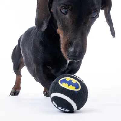 Černý pes si hraje s černým tenisovým míčkem s logem Batman a bílými pruhy.