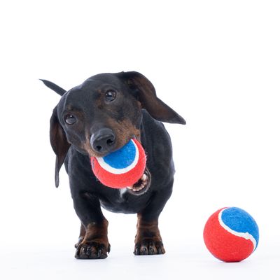 Zwarte hond speelt met een rood-blauwe tennisbal, een andere bal ligt ernaast.