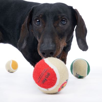 Zwarte hond speelt met drie tennisballen in verschillende kleuren: rood, geel en groen. Op de rode bal staat 'High Paw'.