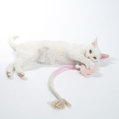 Biela mačka sa hrá s ružovou hračkou s dlhým lanom a strapcom. Produkt ukazuje použitie hračky pre mačky.