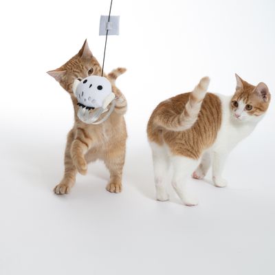 Dwie koty bawią się wiszącą zabawką z tkaniny i tworzywa sztucznego, przymocowaną do sznurka.