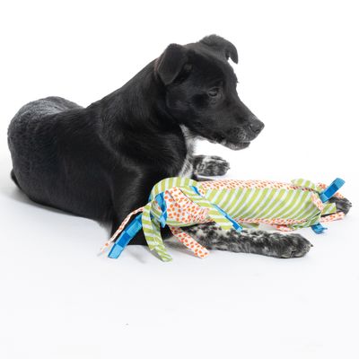 Svart hund med en färgglad leksak i tyg i grönt, orange och blått. Leksaken har randigt och prickigt mönster samt band i ändarna.