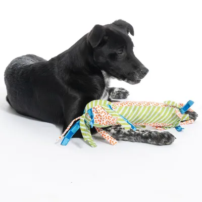 Schwarzer Hund mit einem bunten Stoffspielzeug in Grün, Orange und Blau. Spielzeug hat Streifen- und Punktmuster sowie Bänder an den Enden.