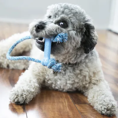 Hund spielt mit blauem KONG-Spielzeug aus Seil und Kunststoff. Produkt zeigt Anwendung des Spielzeugs für Haustiere.