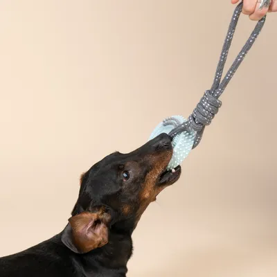 Hund spielt mit einem grauen Seilspielzeug, das einen mintfarbenen Beissring enthält.