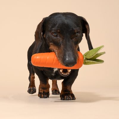 Hund mit orangefarbenem Spielzeug in Karottenform im Maul.