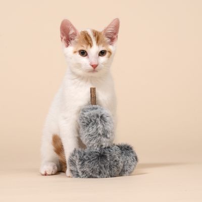 TIAKI Katzenspielzeug Koala mit Silvervine-Stöckchen