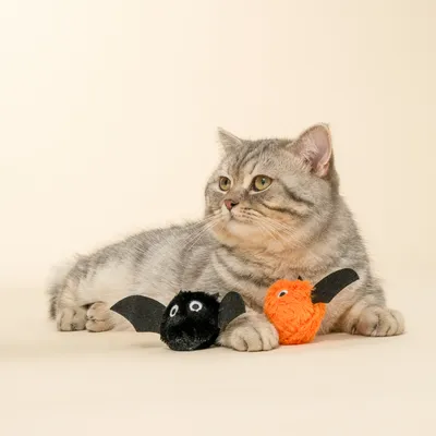 Harmaa kissa, jolla on kaksi lelua lepakon muodossa, toinen musta ja toinen oranssi. Harmaa kissa, jolla on kaksi lelua lepakon muodossa, toinen musta ja toinen oranssi.