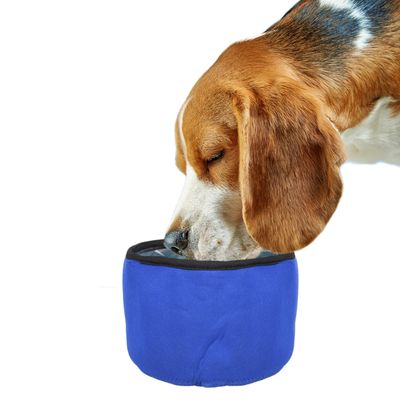 Dog drinking from a blue collapsible bowl, suitable for water or food.