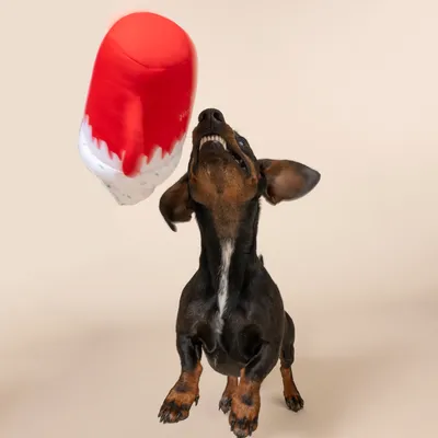 TIAKI "Puppermint Mocha" Dog Toy - 25 x 17 x 11 cm (L x W x H)