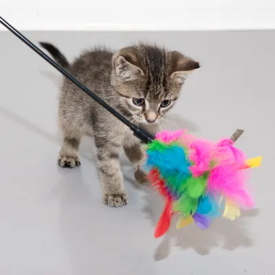 Kattenjong speelt met een kleurrijke speelhengel van veren. Product toont interactief gebruik voor huisdieren.