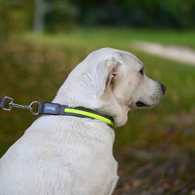 Chien portant un collier réfléchissant noir et jaune fluo avec laisse attachée, marque Kerbl visible sur l’étiquette du collier.