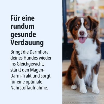 Für eine rundum gesunde Verdauung. Bringt die Darmflora deines Hundes ins Gleichgewicht, stärkt den Magen-Darm-Trakt und sorgt für optimale Nährstoffaufnahme.