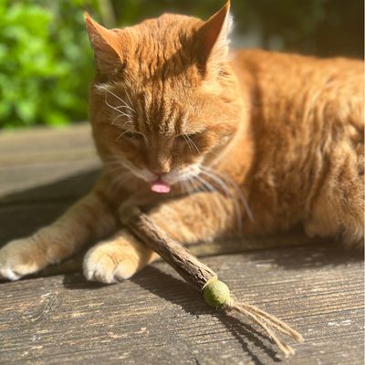 Czerwony kot bawi się drewnianą zabawką dla kota i zieloną kulką na drewnianej powierzchni.