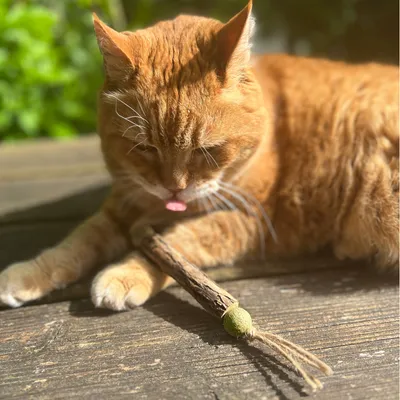 Red cat playing with a wooden cat toy and a green ball on a wooden surface.