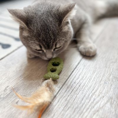 Szary kot bawi się zieloną zabawką-rybką z tkaniny z piórkami na końcu.