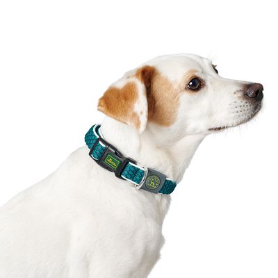 Hond met turquoise halsband, merk Hunter, zichtbaar met logo en sluiting.