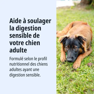 Aide à soutenir la digestion sensible des chiens adultes. Développé selon le profil nutritionnel pour les chiens à digestion sensible.