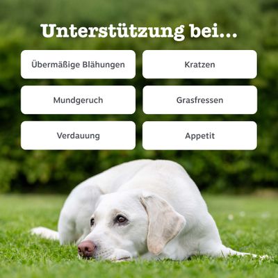 Zesty Paws Probiotic Chews Kürbis