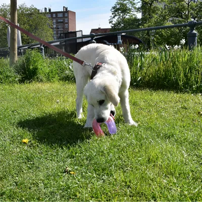 Hund spielt im Freien mit einem rosa und violetten Kauspielzeug, während er an einer Leine geführt wird.