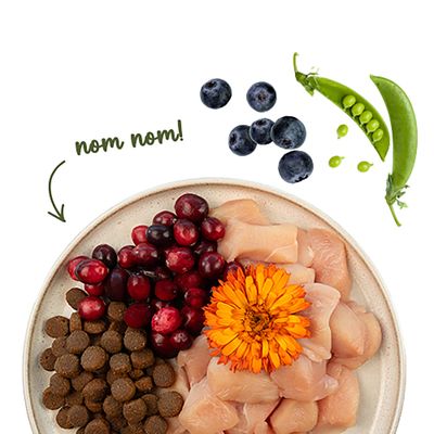 Schale mit rohem Hühnerfleisch, Trockenfutter, Cranberrys, einer orangefarbenen Blüte, daneben Blaubeeren und Erbsenschote. Text: nom nom!