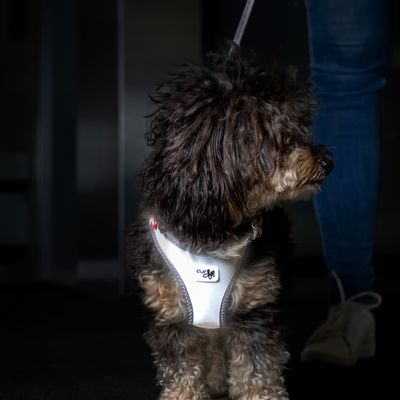 Curli Glow Clasp Vest Harnais pour chien, gris