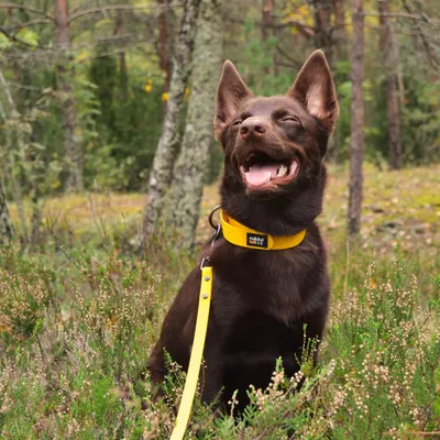Rukka Biodipro Laisse pour chien , jaune Rukka Biodipro Laisse pour chien , jaune