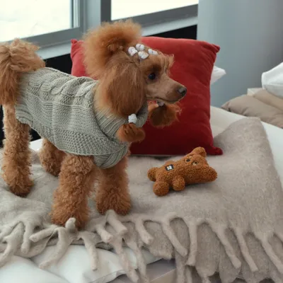 Rukka Teddy Hundespielzeug, braun Rukka Teddy Hundespielzeug, braun