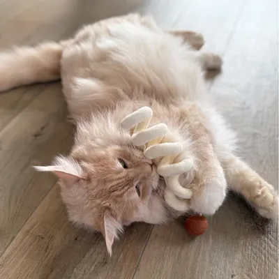 Aumüller Jouet pour chat Loopy Spiral