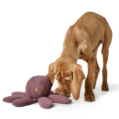 HUNTER Jouet pour chien Pieuvre Wales - env. Ø 28 cm