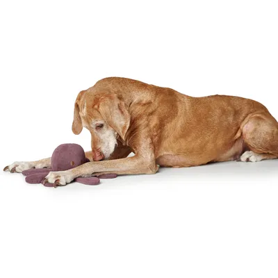 HUNTER Jouet pour chien Pieuvre Wales - env. Ø 28 cm
