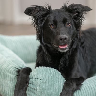 Trixie ortopedyczne legowisko Jonna, szałwiowe