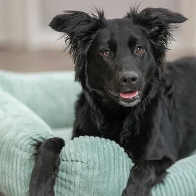 Trixie vital-seng Jonna, salvie