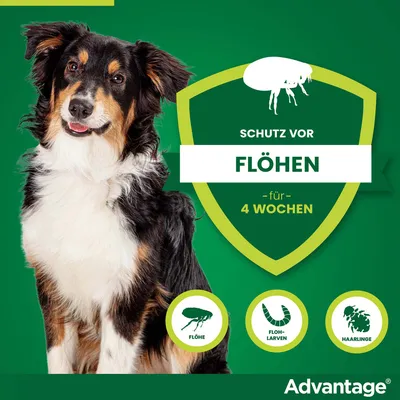 Advantage Schutz vor Flöhen für 4 Wochen, schützt auch vor Flohlarven und Haarlingen. Abgebildeter Hund neben grünem Schild mit Text.