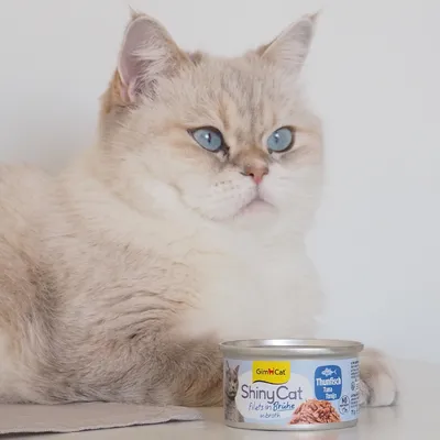GimCat ShinyCat Filet i buljong 6 x 70 g - Tonfisk