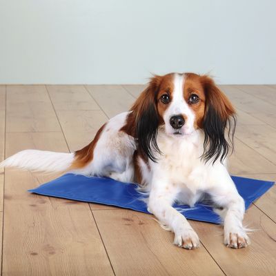 Hund ligger på en blå kylmatta, lämplig för temperaturreglering vid varmt väder.