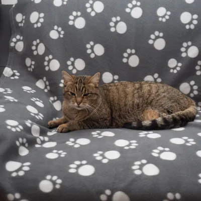 Gråt tæppe med hvide poteaftryk, bredt ud på en sofa. En stribet kat ligger på tæppet.