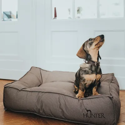 Chien assis sur un lit pour chien marron avec logo HUNTER, devant une porte blanche.