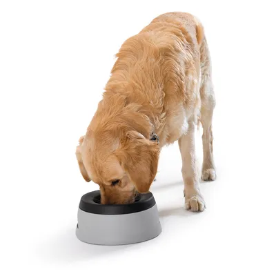 Hund frisst aus einem grauen Napf mit schwarzem Rand. Produkt zeigt Anwendung eines Futternapfs.