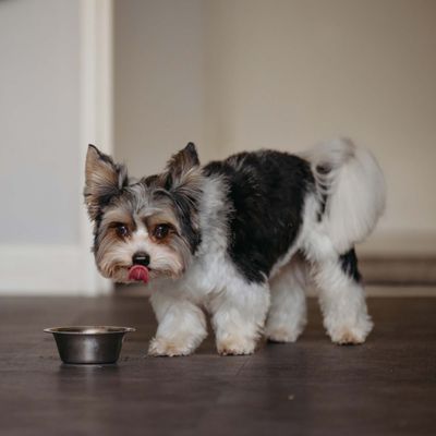 Kleine hond staat naast een voerbak en likt zijn bek, toont het gebruik van de bak.