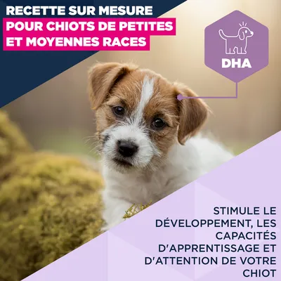 Eukanuba Premium Nutrition Puppy Small et Medium Breed Agneau et Riz - 12 kg