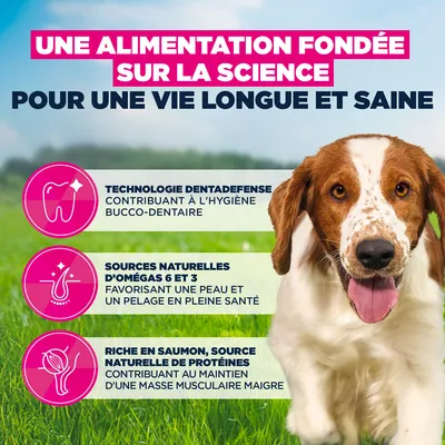 Eukanuba Premium Nutrition Adult Small et Medium Breed saumon - lot économique : 2 x 12 kg
