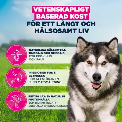 Eukanuba Premium Nutrition Adult Large & Giant Breed Salmon - 12 kg